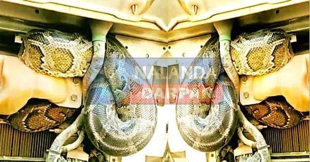 Amazing: ट्रक से 100 KM यूं सफर कर पहुंचा अजगर बना चर्चा का विषय Amazing: Python became the topic of discussion after travelling 100 KM in a truck